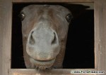 DSC_0003_s.jpg