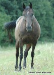 DSC_0006_s.jpg