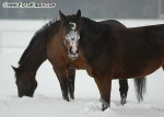 DSC_0011_s.jpg