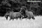 DSC_0020_s.jpg