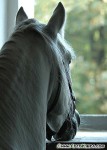 DSC_0021_s.jpg
