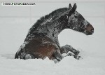 DSC_0023_s.jpg