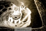 1402_sl_0341_s.jpg