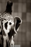 150531_zoo_097_s.jpg