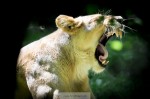 150531_zoo_133_s.jpg