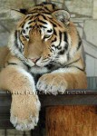 DSC_0034_s.jpg